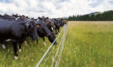 Elektrikli Çit Sistemi Nedir?